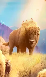 Buffalo Win